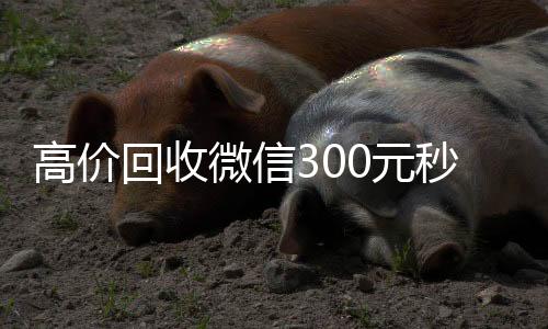 高价回收微信300回收微信秒结元秒结（高价回收vx300元秒结）